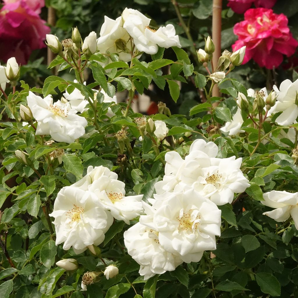 Roseira padrão White Flower Carpet