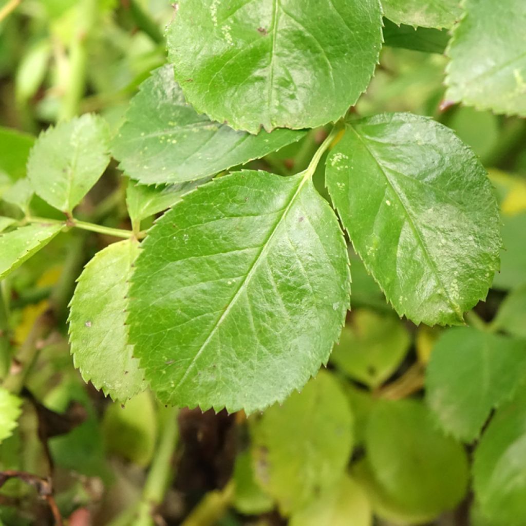 Roseira padrão Flower Carpet Scarlet
