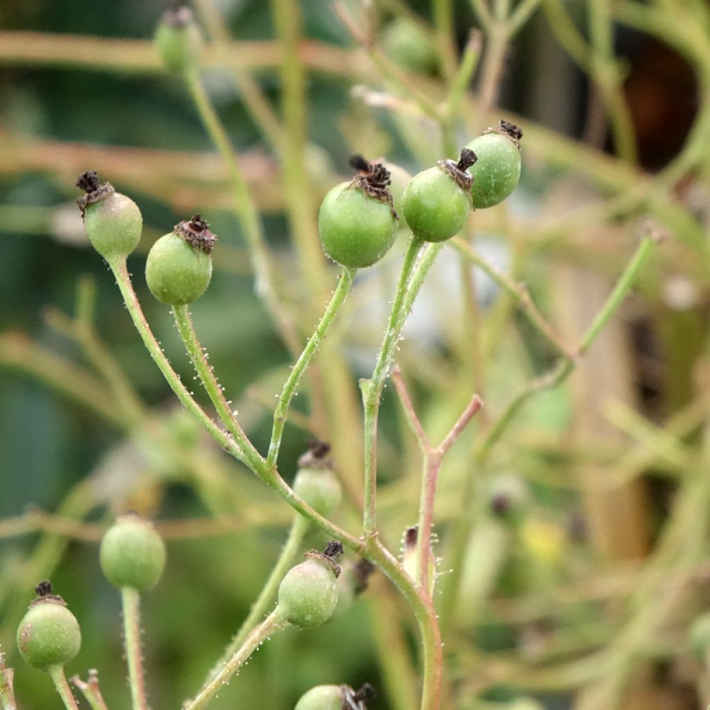 Roseira padrão Lavender Dream