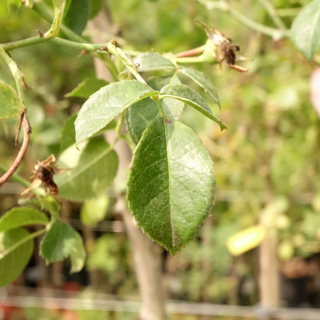 Roseira chorão Magic Meidiland