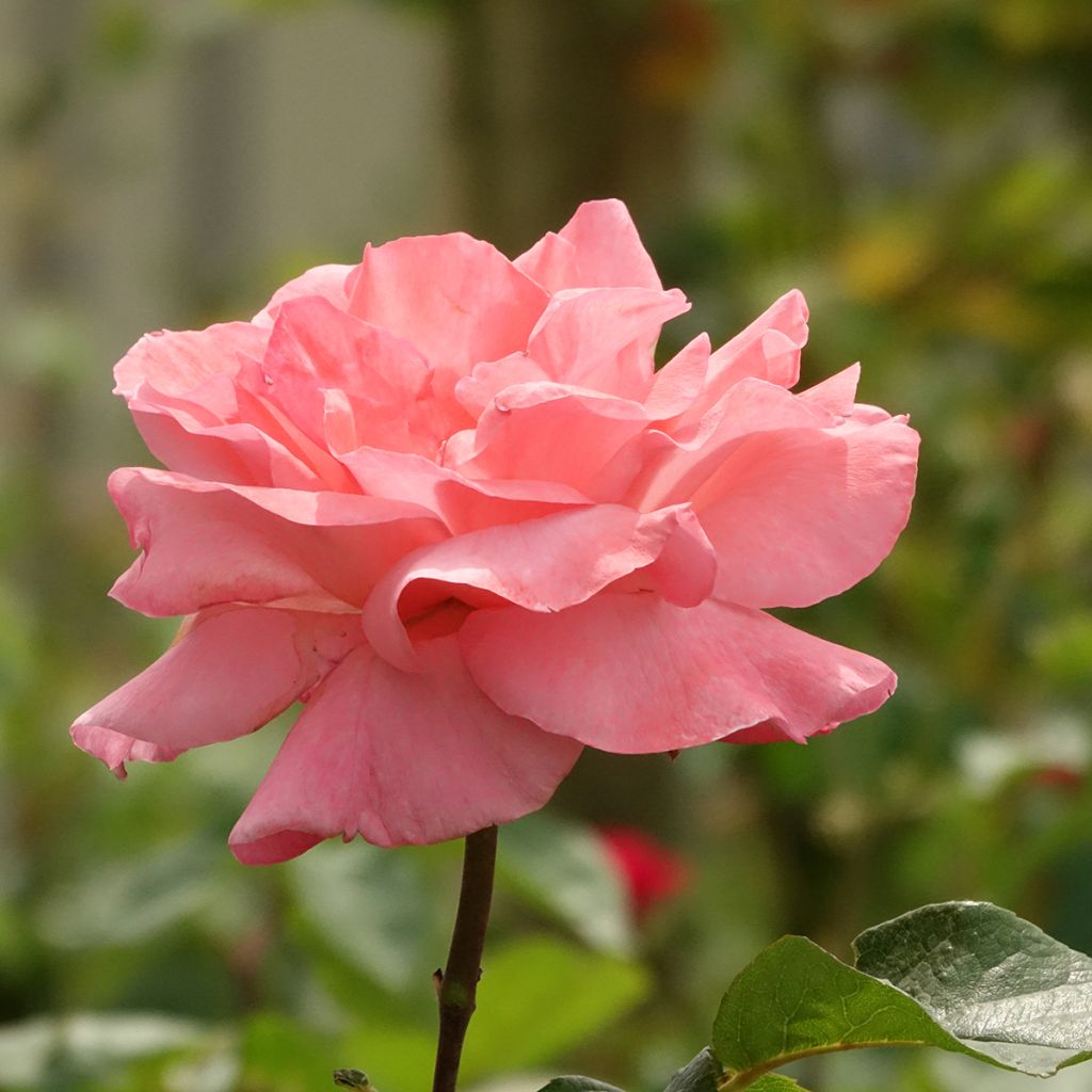 Roseira padrão Queen Elisabeth