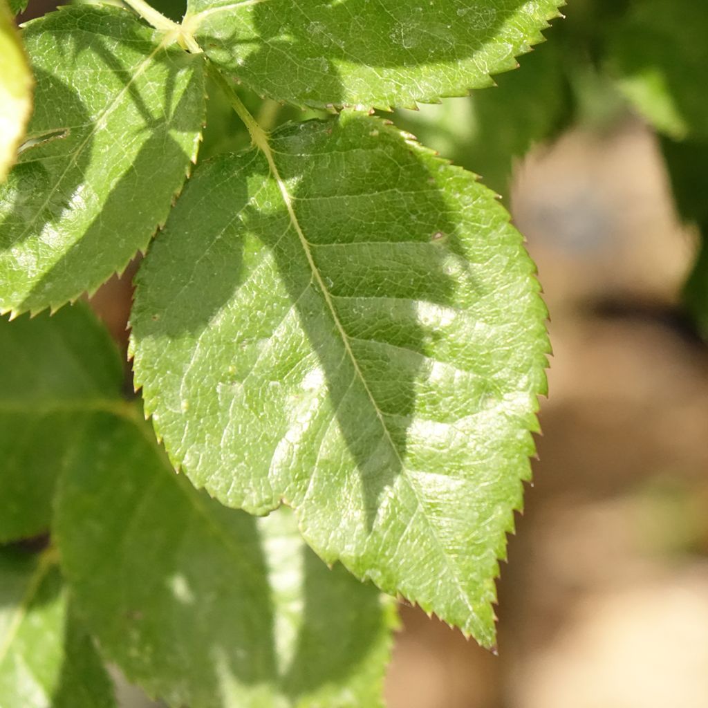 Roseira padrão Britannia