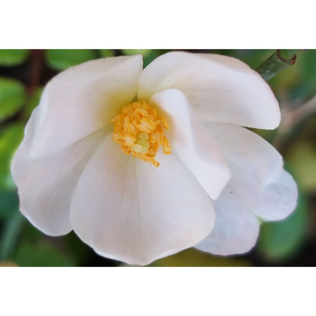 Roseira floribunda Urban Streetlight Medeo