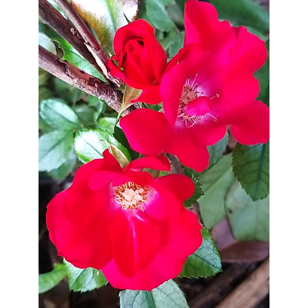 Roseira floribunda Urban Streetlight Rekord® Sommerabend®