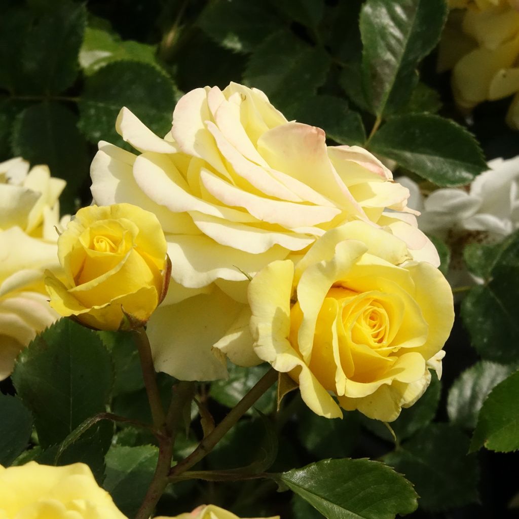 Roseira floribunda Urban Streetlight Sunmaid