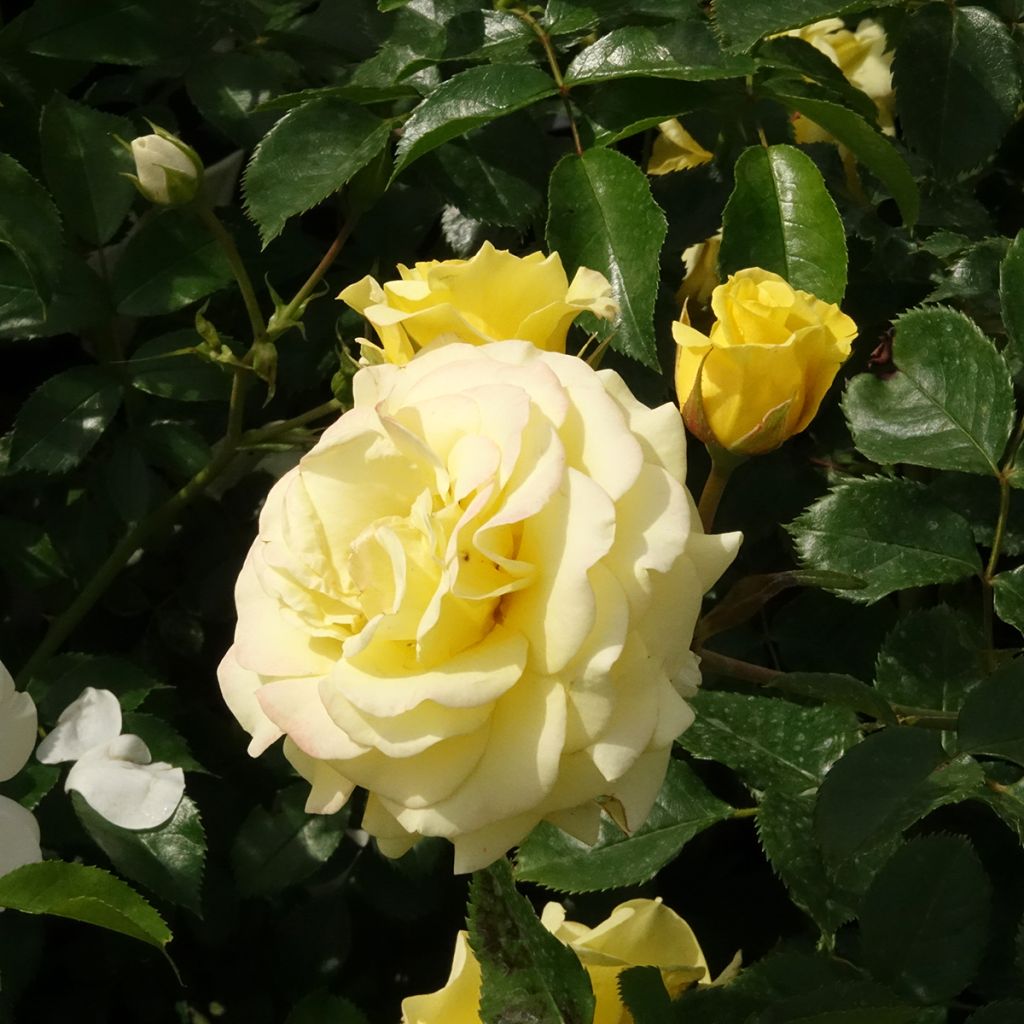 Roseira floribunda Urban Streetlight Sunmaid
