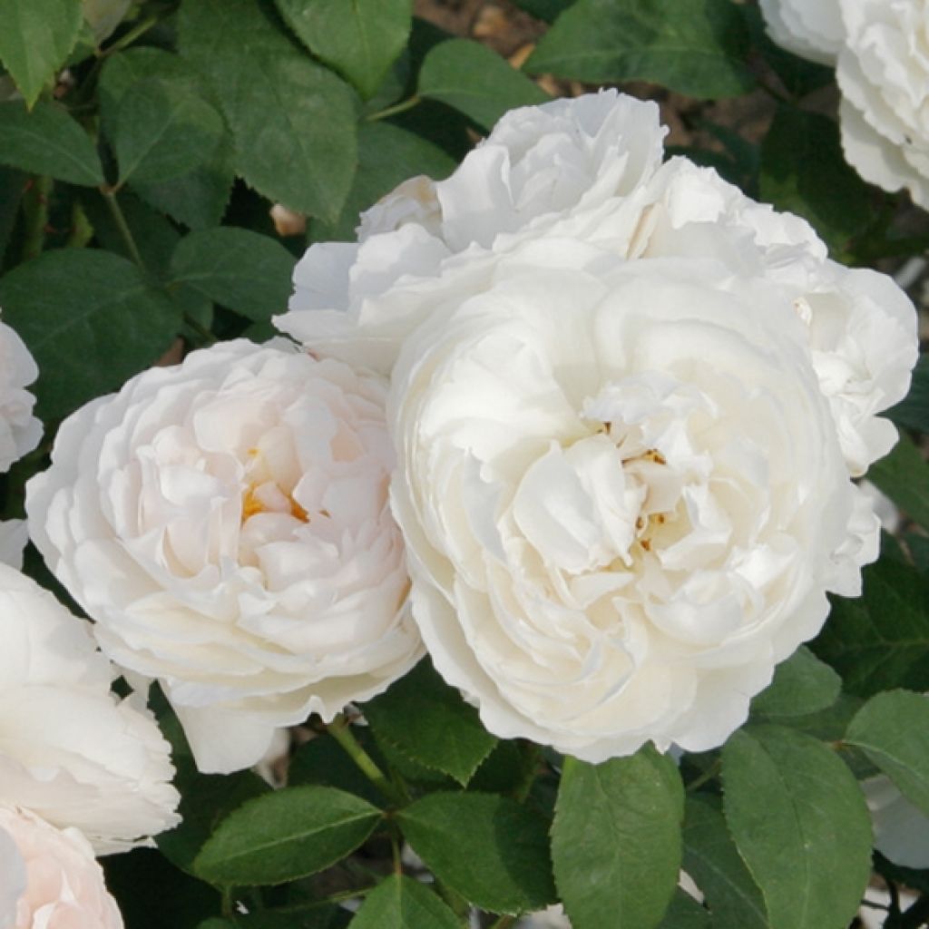 Roseira inglesa Winchester Cathedral