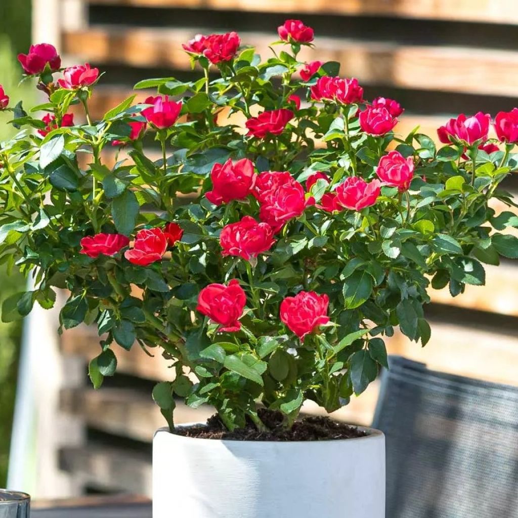 Roseira miniatura Zepeti