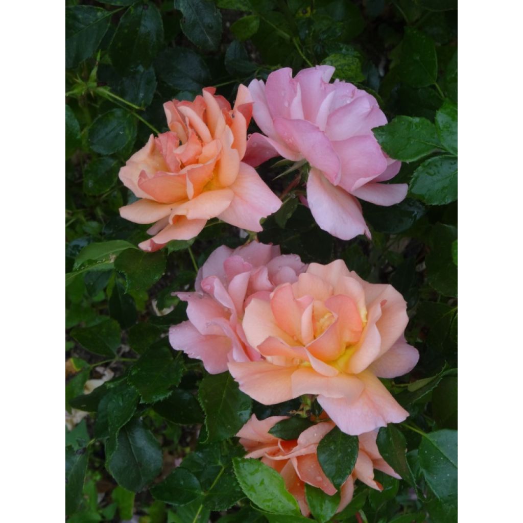 Un buisson plein de nuances (année 1)