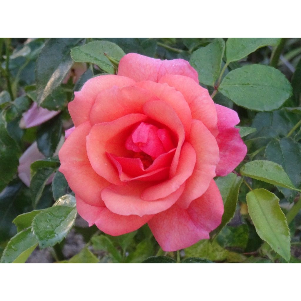 Bien florifère dès la première année