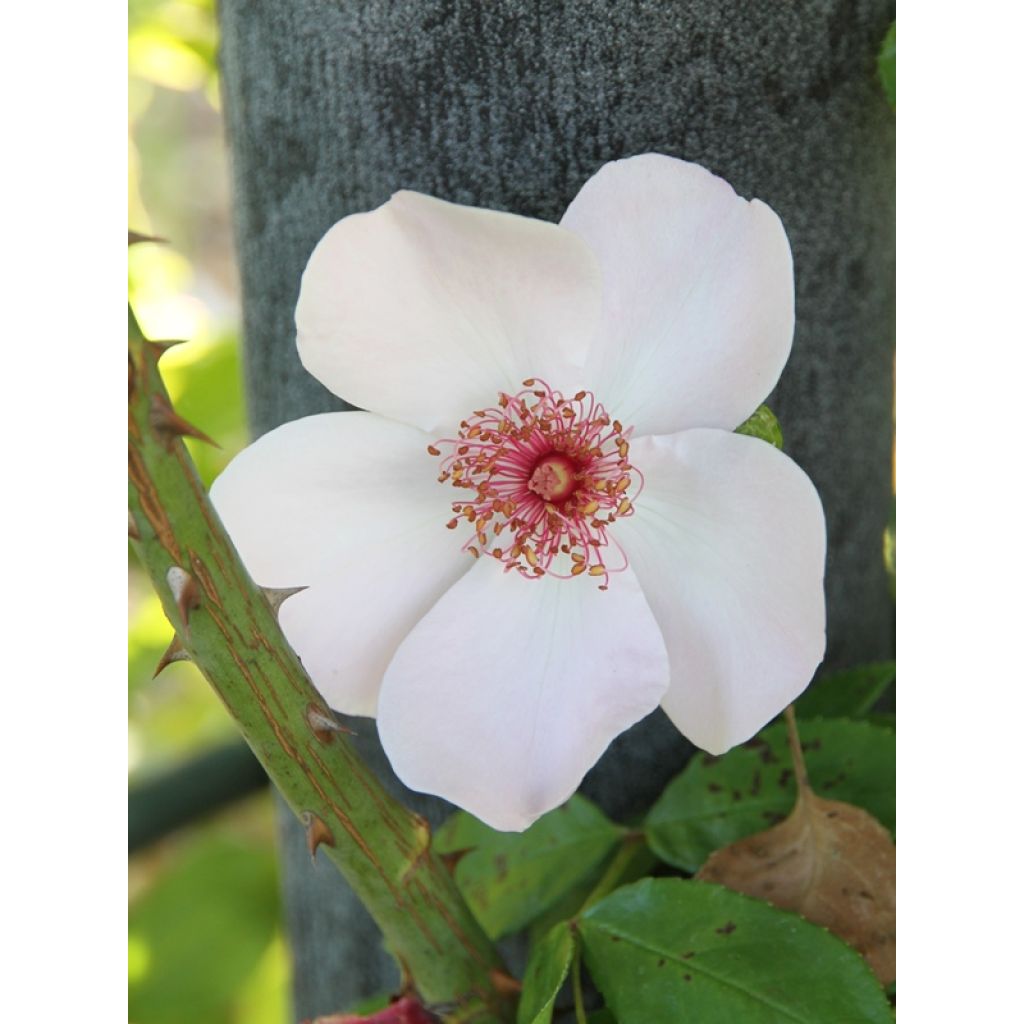 Roseira floribunda Astronomia