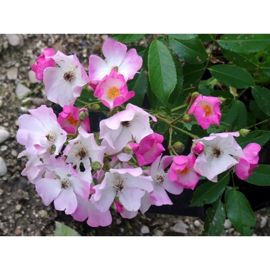 Roseira antiga Ballerina