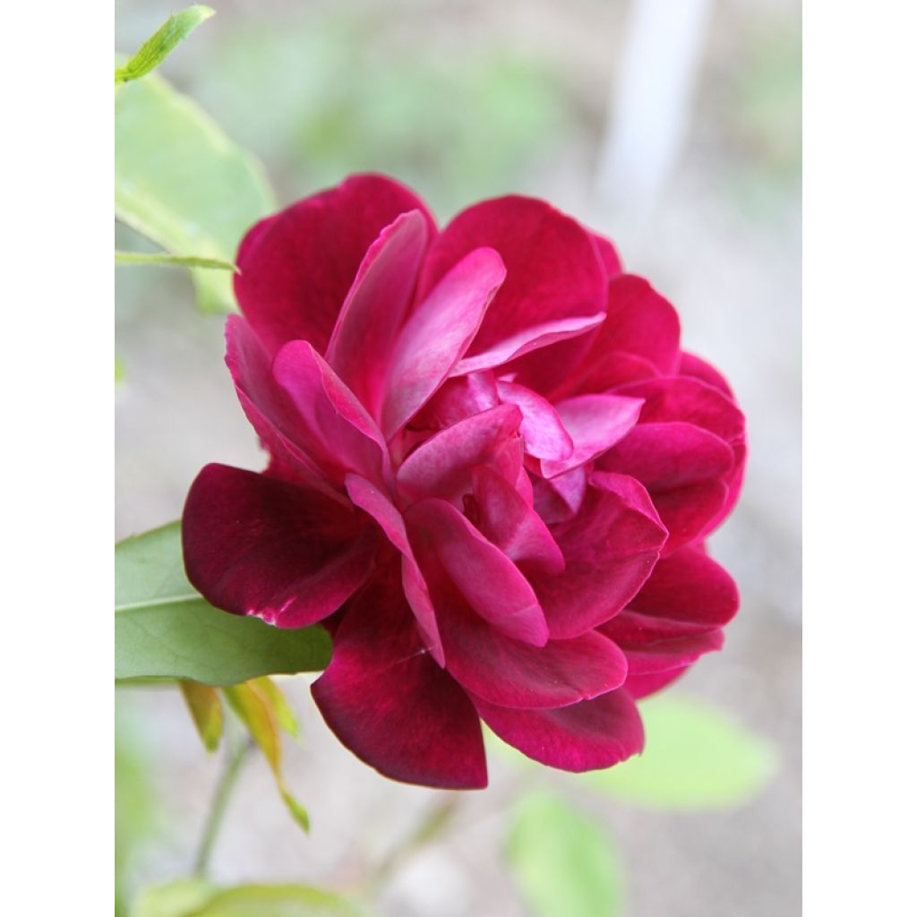 Roseira floribunda Burgundy Ice