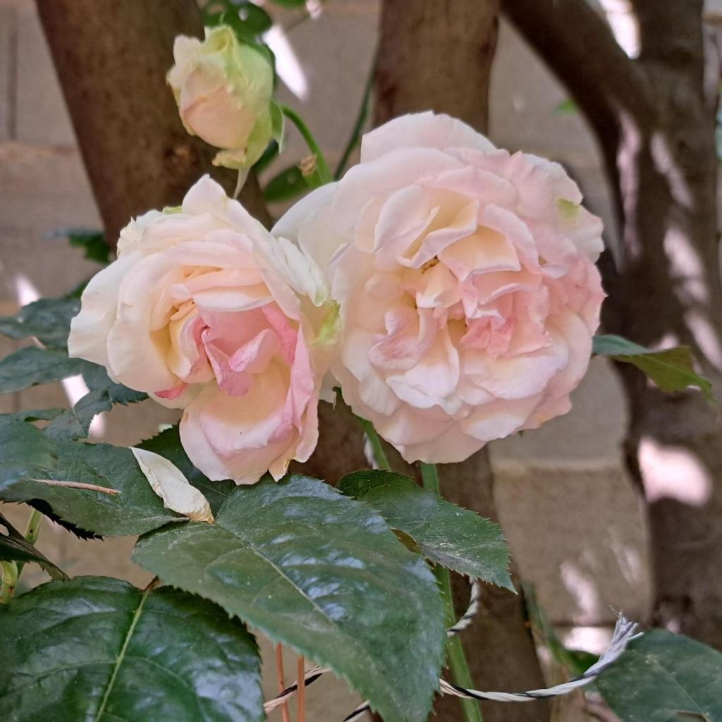 Roseira de flor grande Eleganza Courage