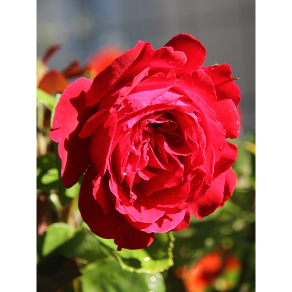 Roseira de flor grande Dame de Coeur
