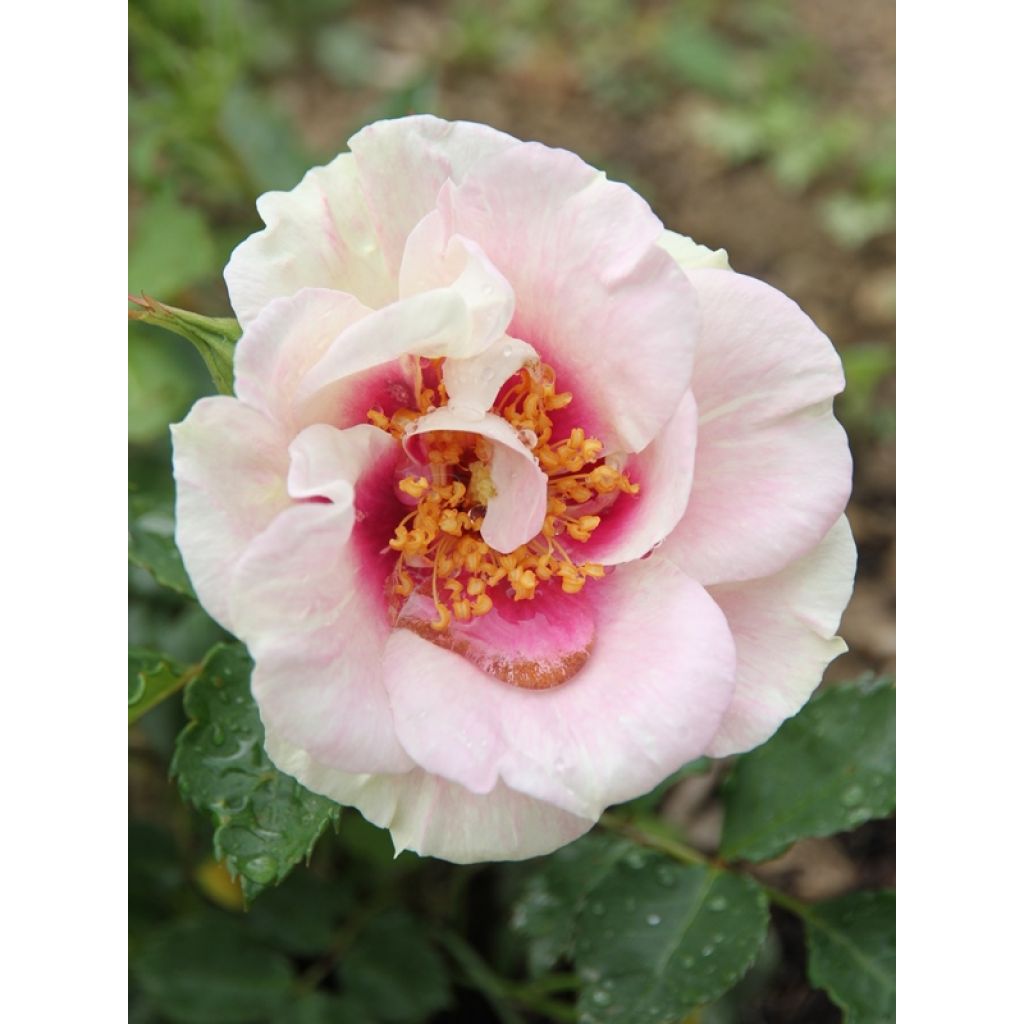 S'ouvre rose clair à coeur rose et dès le 2ème jour devient blanc à coeur prune