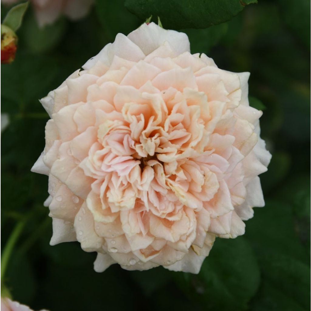 Roseira perfumada Generosa Festival des Jardins de Chaumont