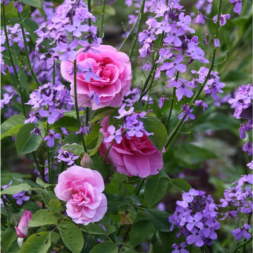 Roseira inglesa Gertrude Jekyll