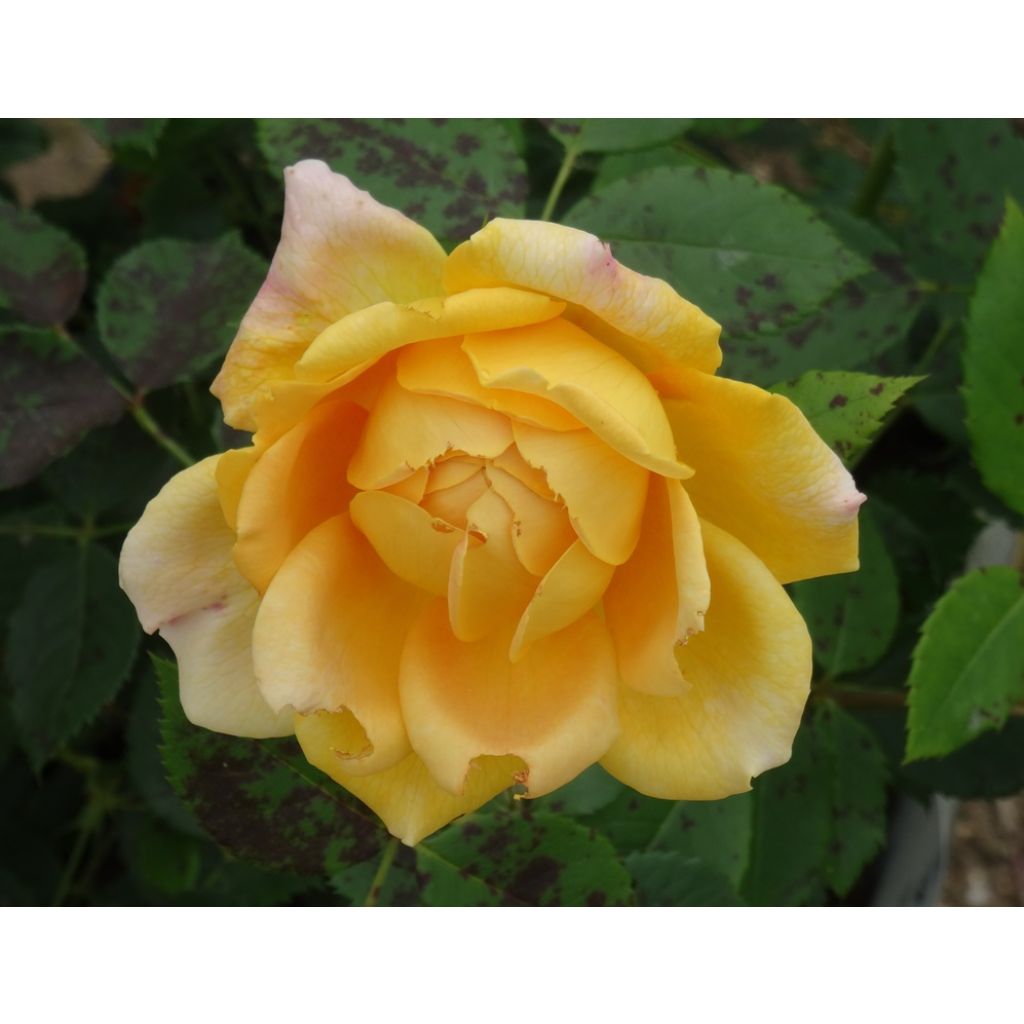 Roseira inglesa Golden Celebration