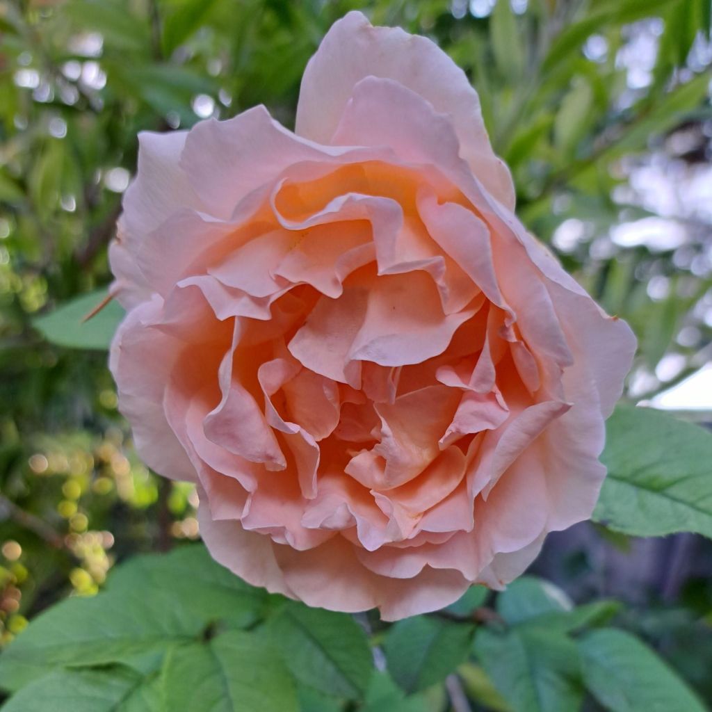 Roseira trepadeira Polka