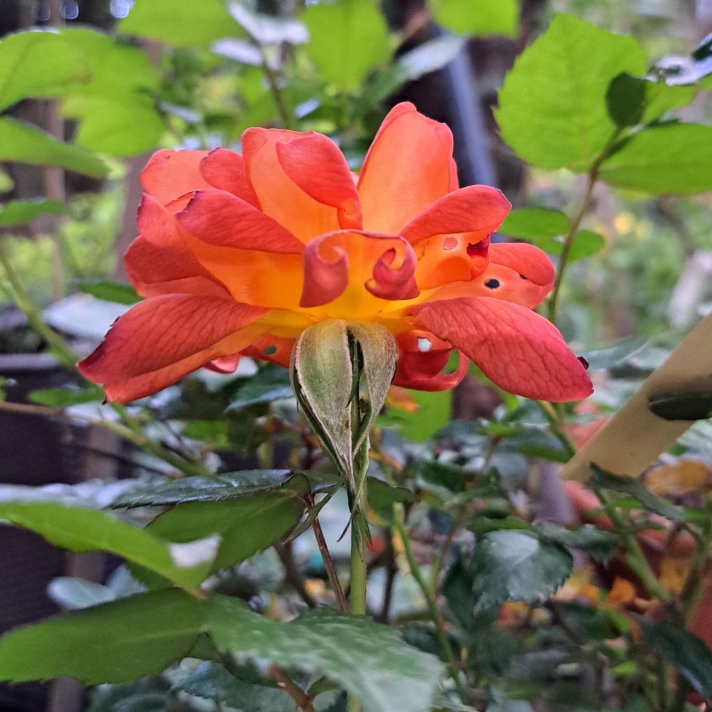 Roseira arbustiva Havanna