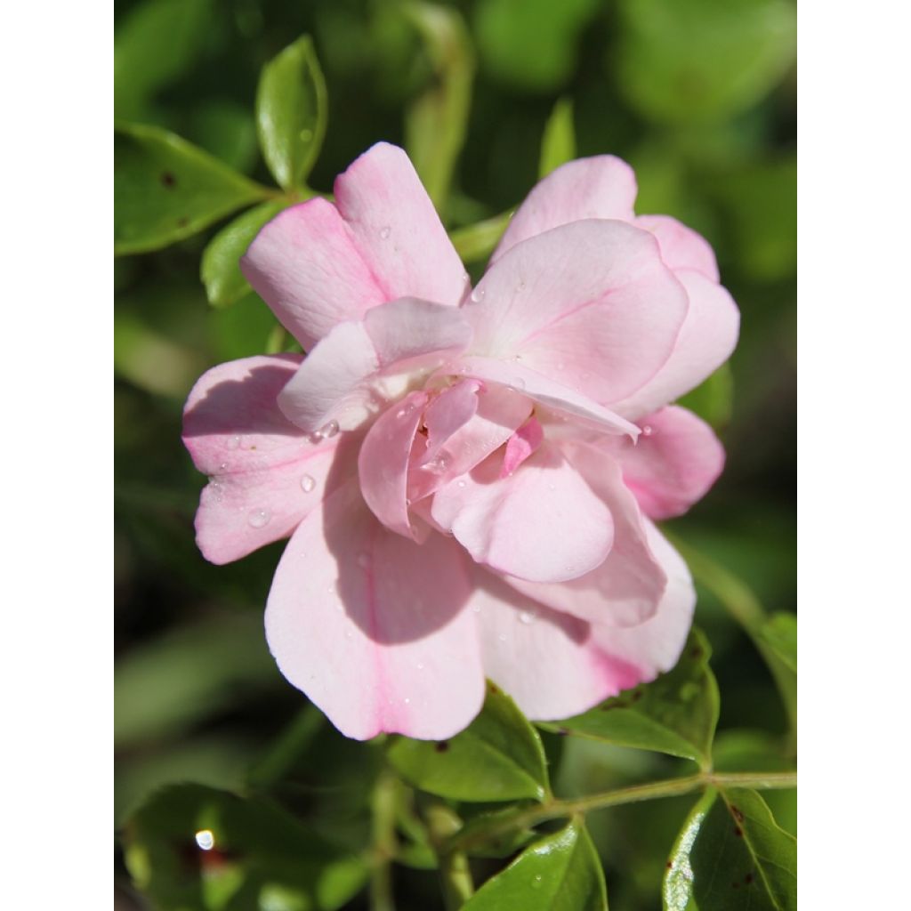 Roseira paisagística Flower Carpet Appleblossom