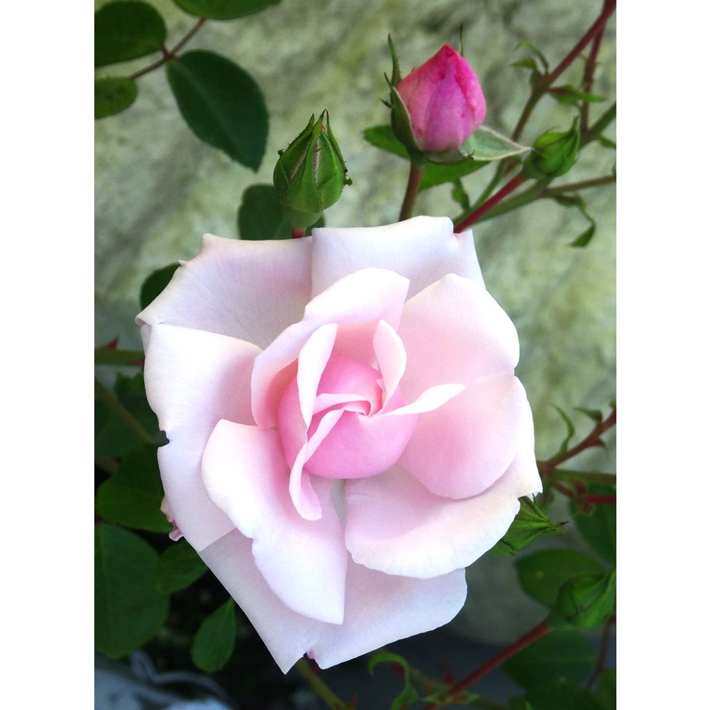 Roseira trepadeira New Dawn