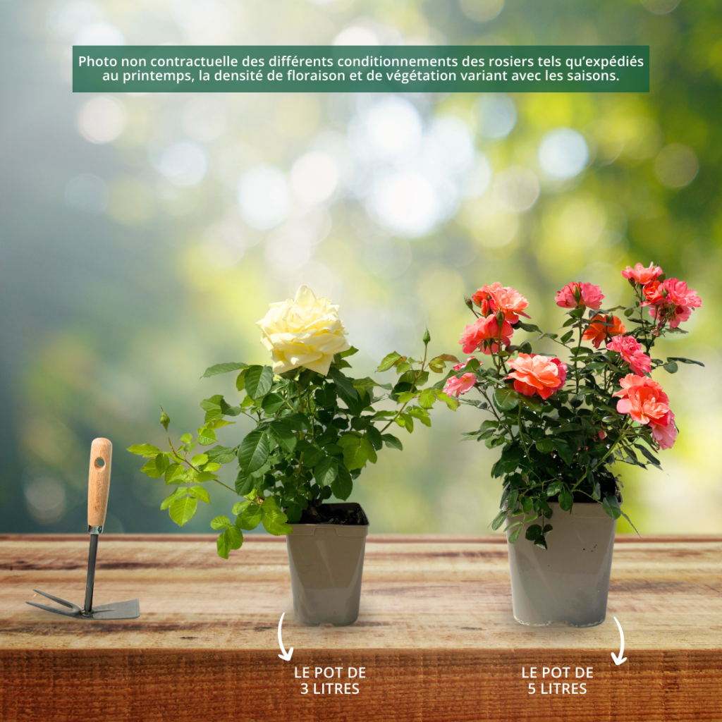 Roseira floribunda Sugar Candy Rose