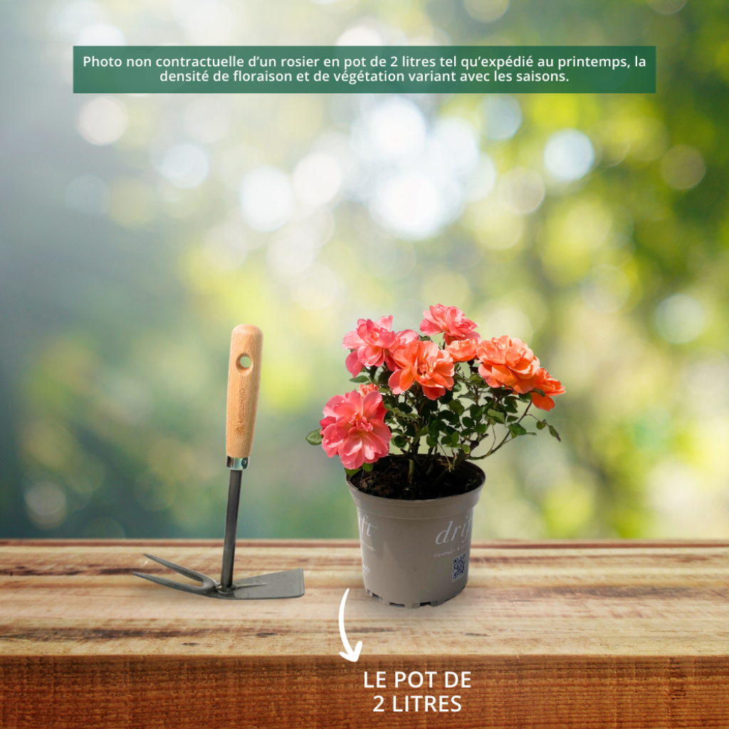 Roseira paisagística Street Colors La Grande Motte