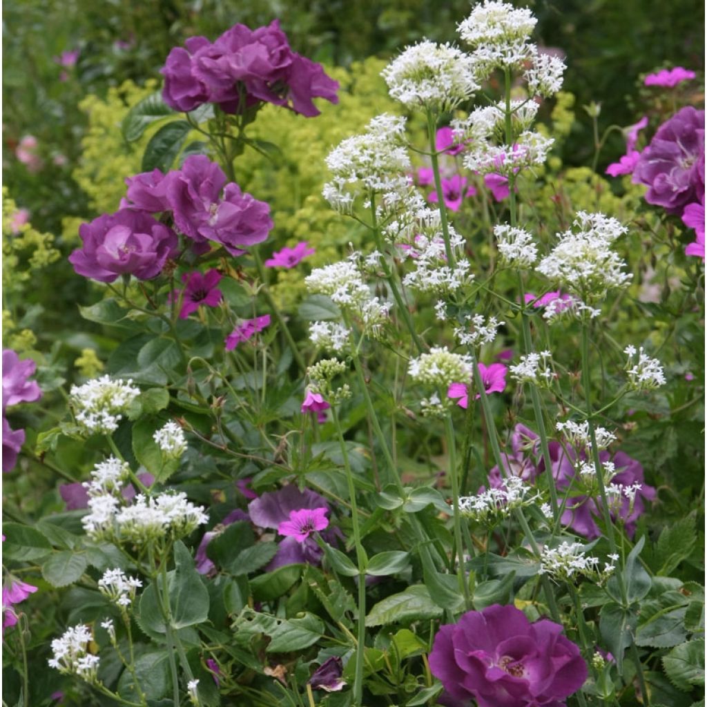 Roseira floribunda Rhapsody in Blue