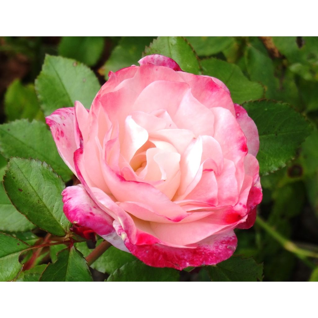 Roseira arbustiva Triple Treat