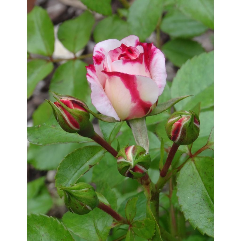 Roseira arbustiva Triple Treat