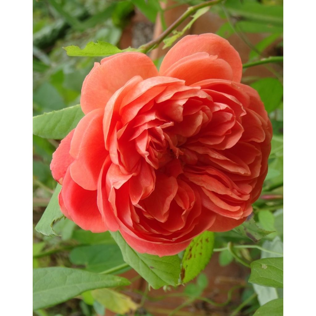 Roseira inglesa Summer Song