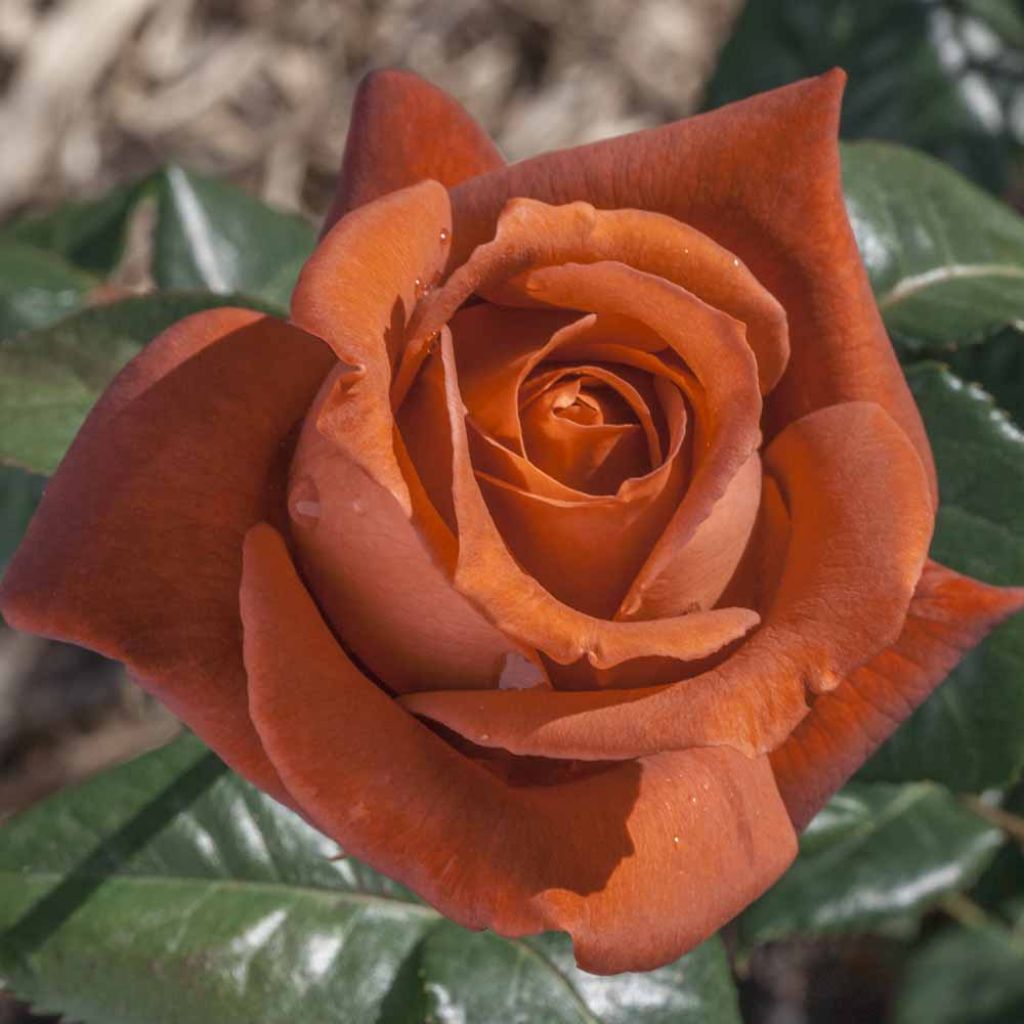 Roseira de flor grande Terracotta