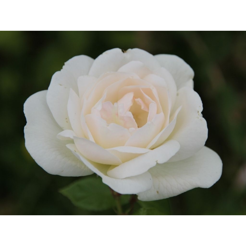 Roseira de flor grande White Symphony
