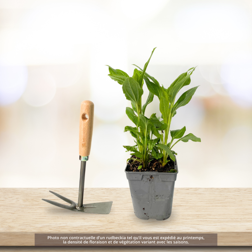 Echinacea purpurea Irresistible