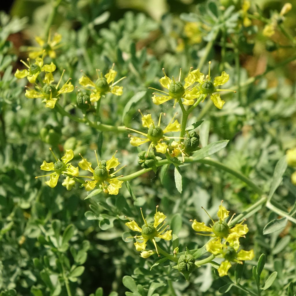 Arruda - Ruta graveolens