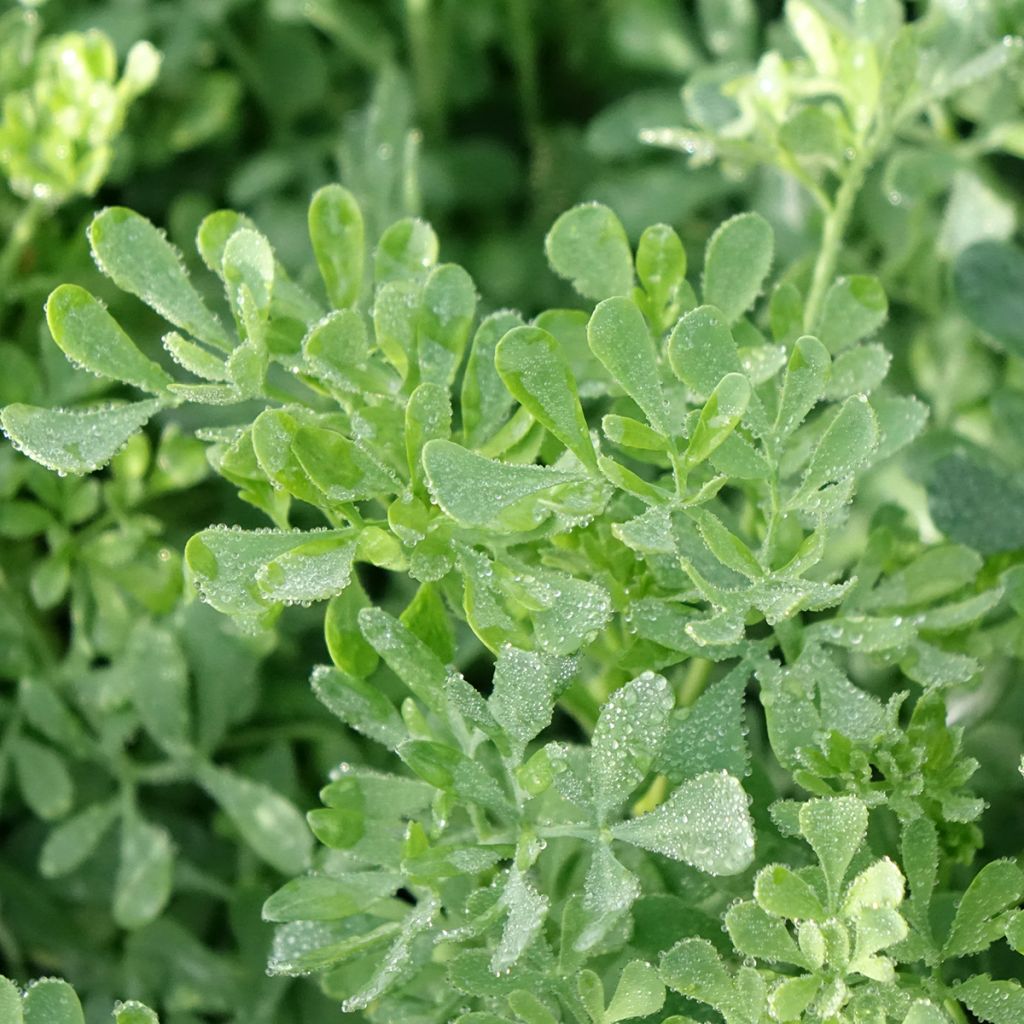 Arruda - Ruta graveolens