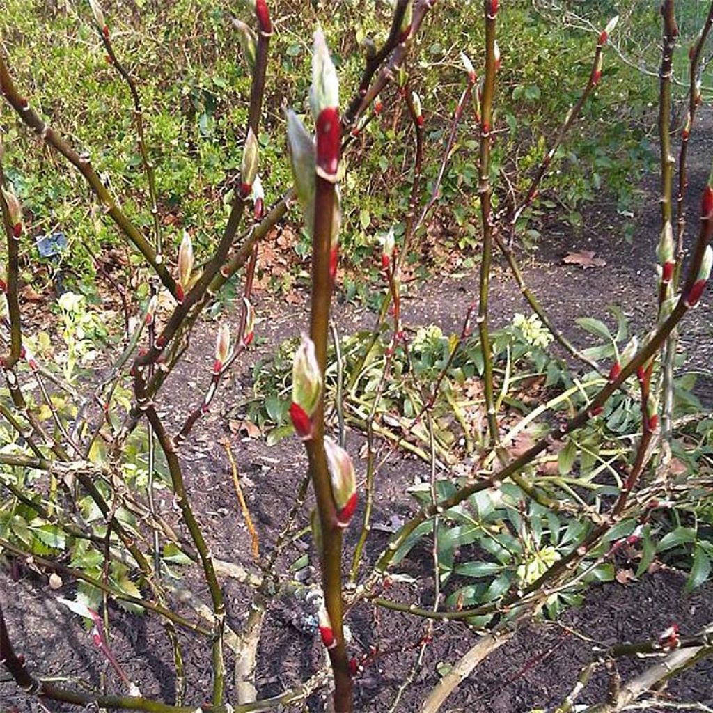 Salix fargesii - Salgueiro