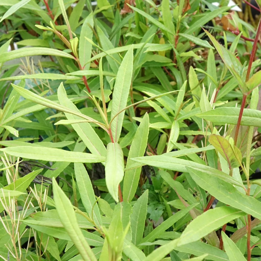 Salix sachalinensis Sekka - Salgueiro