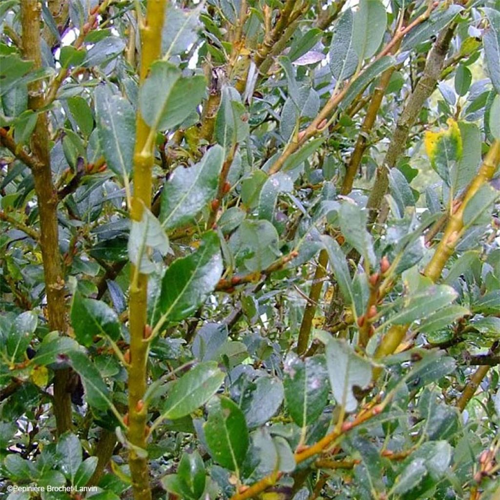 Salix × tetrapla - Salgueiro