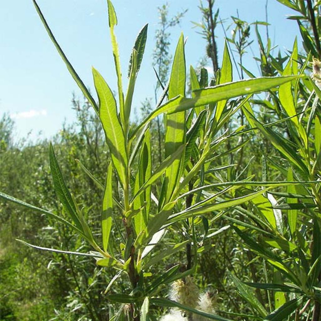 Salix viminalis - Vimeiro