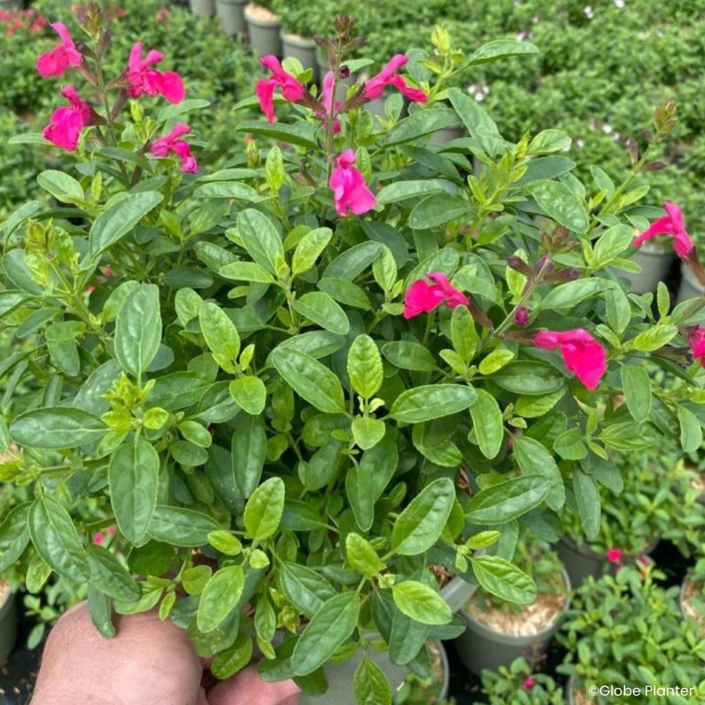 Sálvia greggii Mirage Hotpink - Sálvia-do-outono