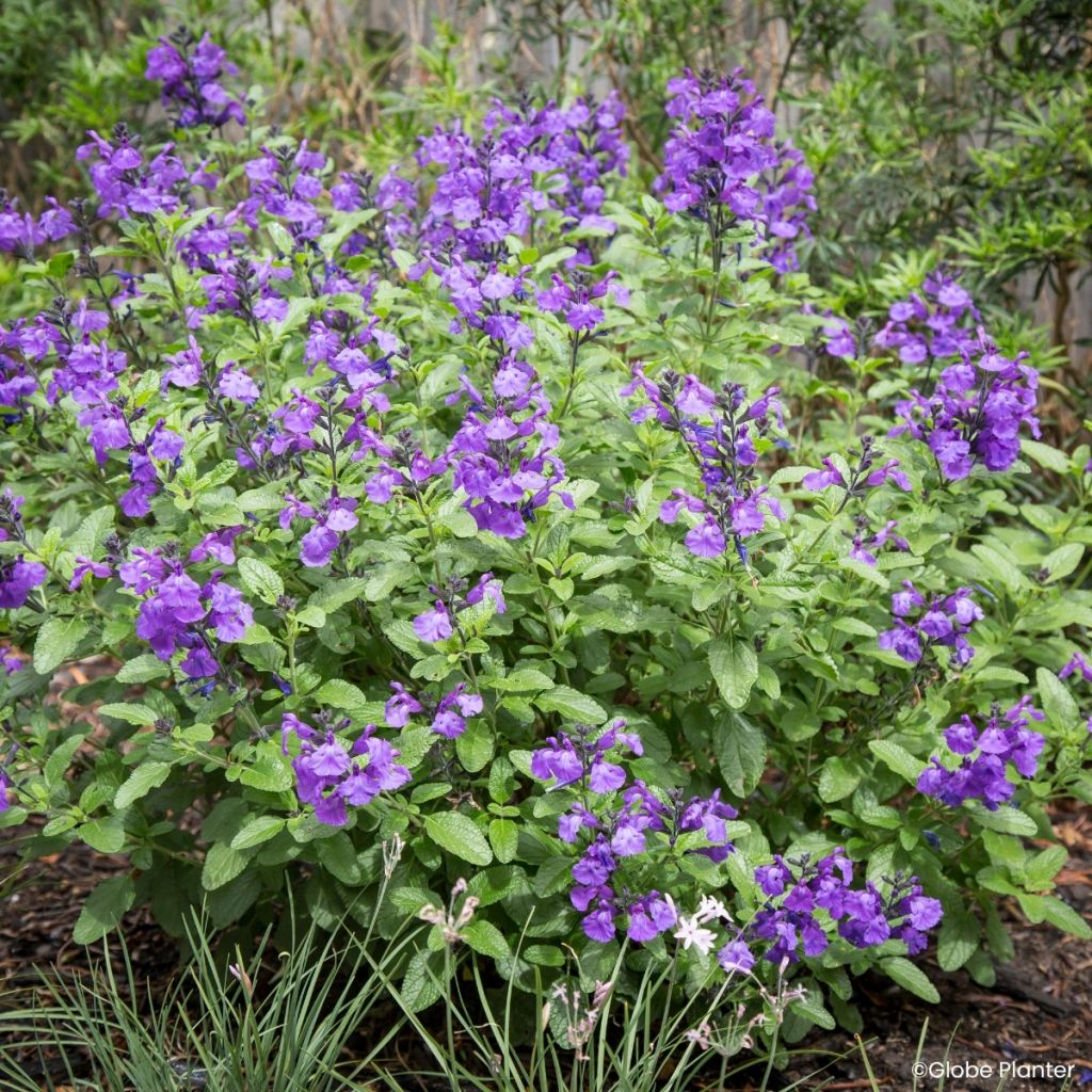 Sálvia microphylla So Cool Purple - Sálvia-de-Graham