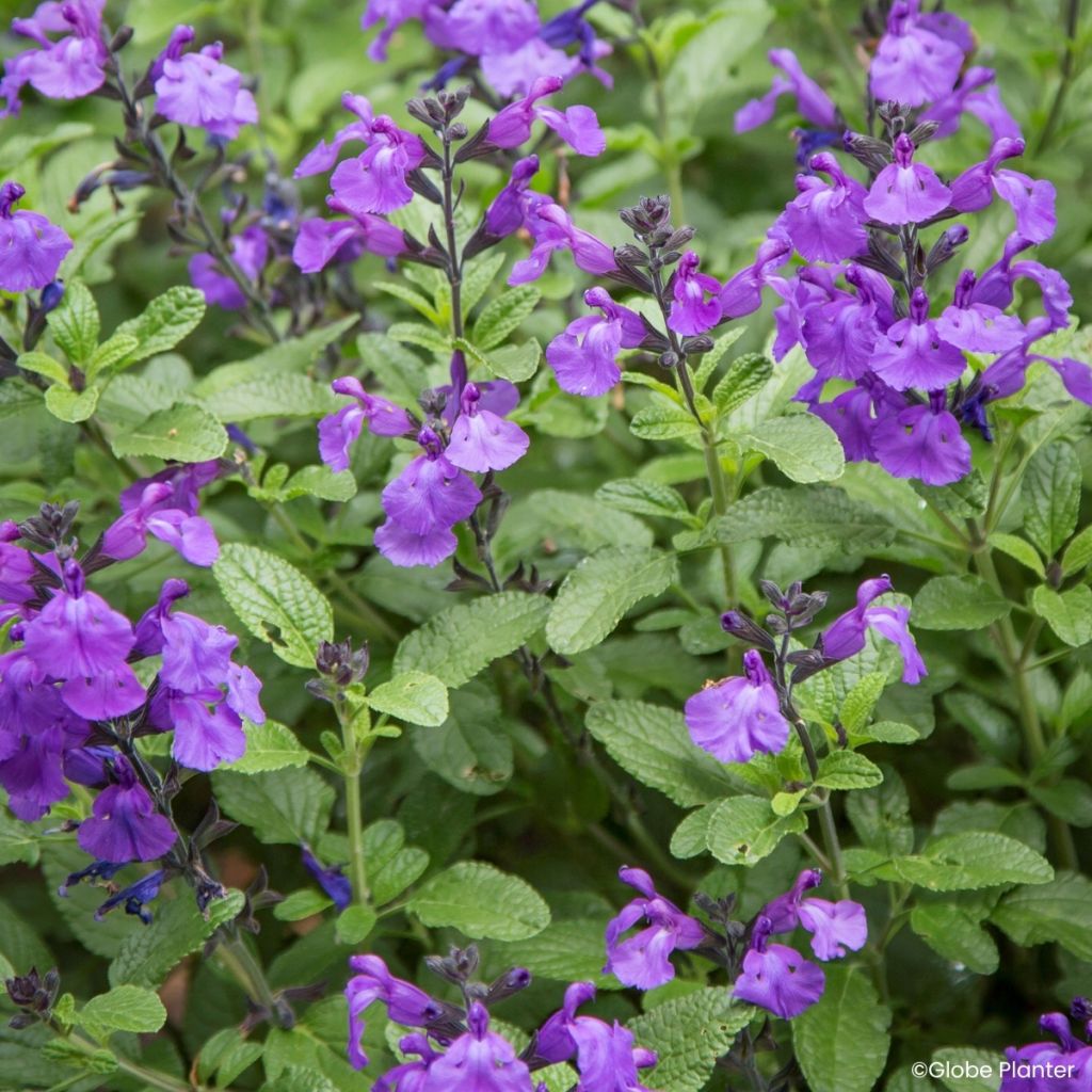 Sálvia microphylla So Cool Purple - Sálvia-de-Graham