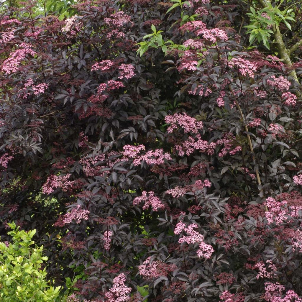 Sambucus nigra Black Beauty