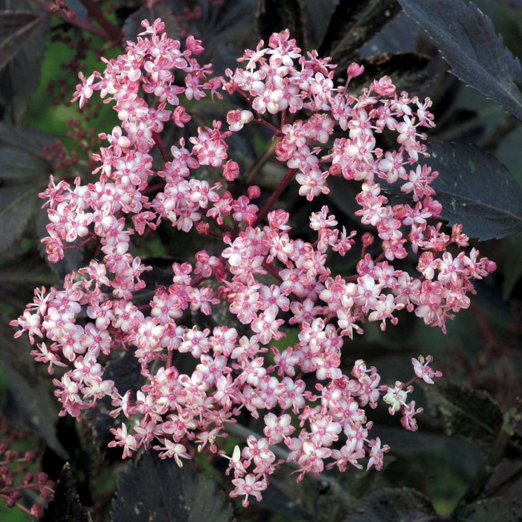 Sambucus nigra Black Beauty