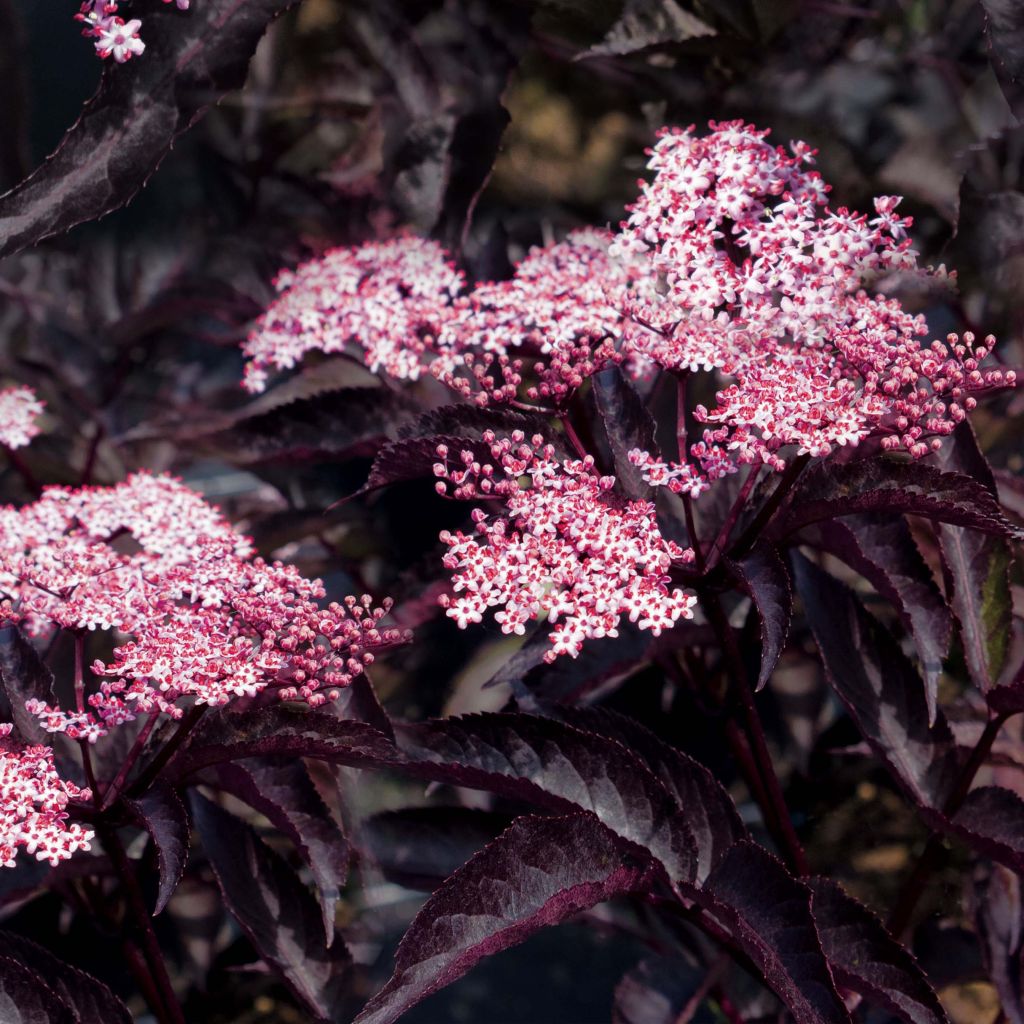 Sambucus nigra Black Beauty
