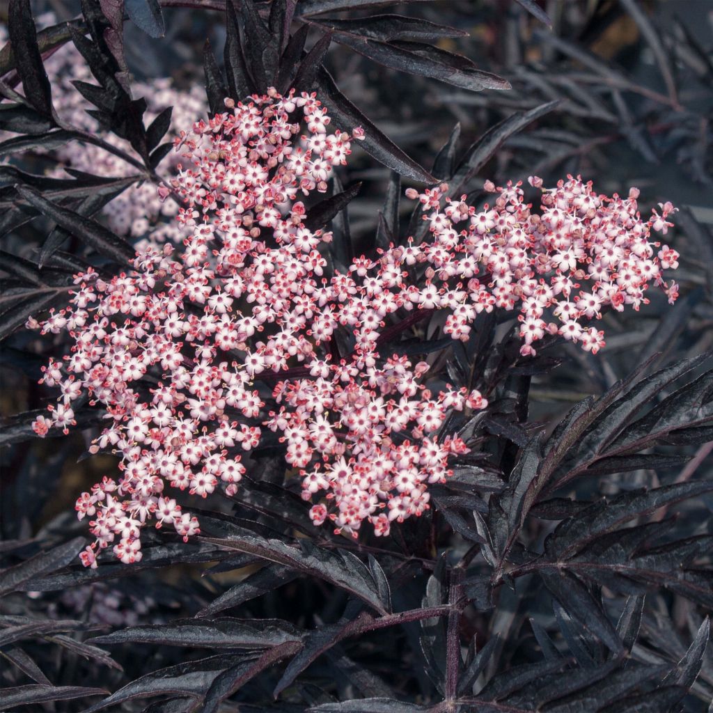 Sambucus nigra Black Lace