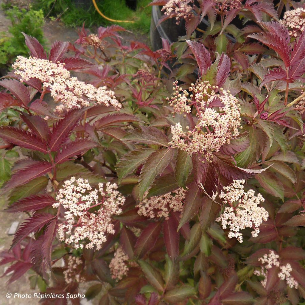 Sambucus nigra Serenade